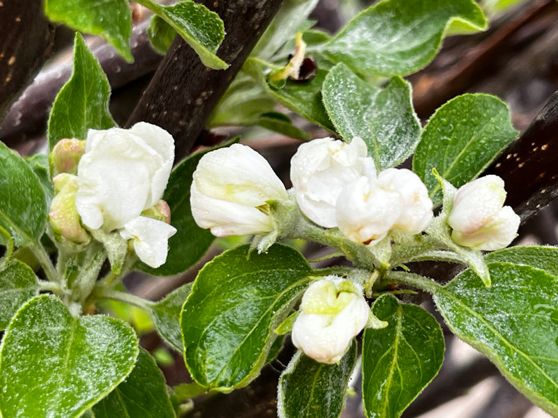 Duchess of Oldenburg Apple Tree