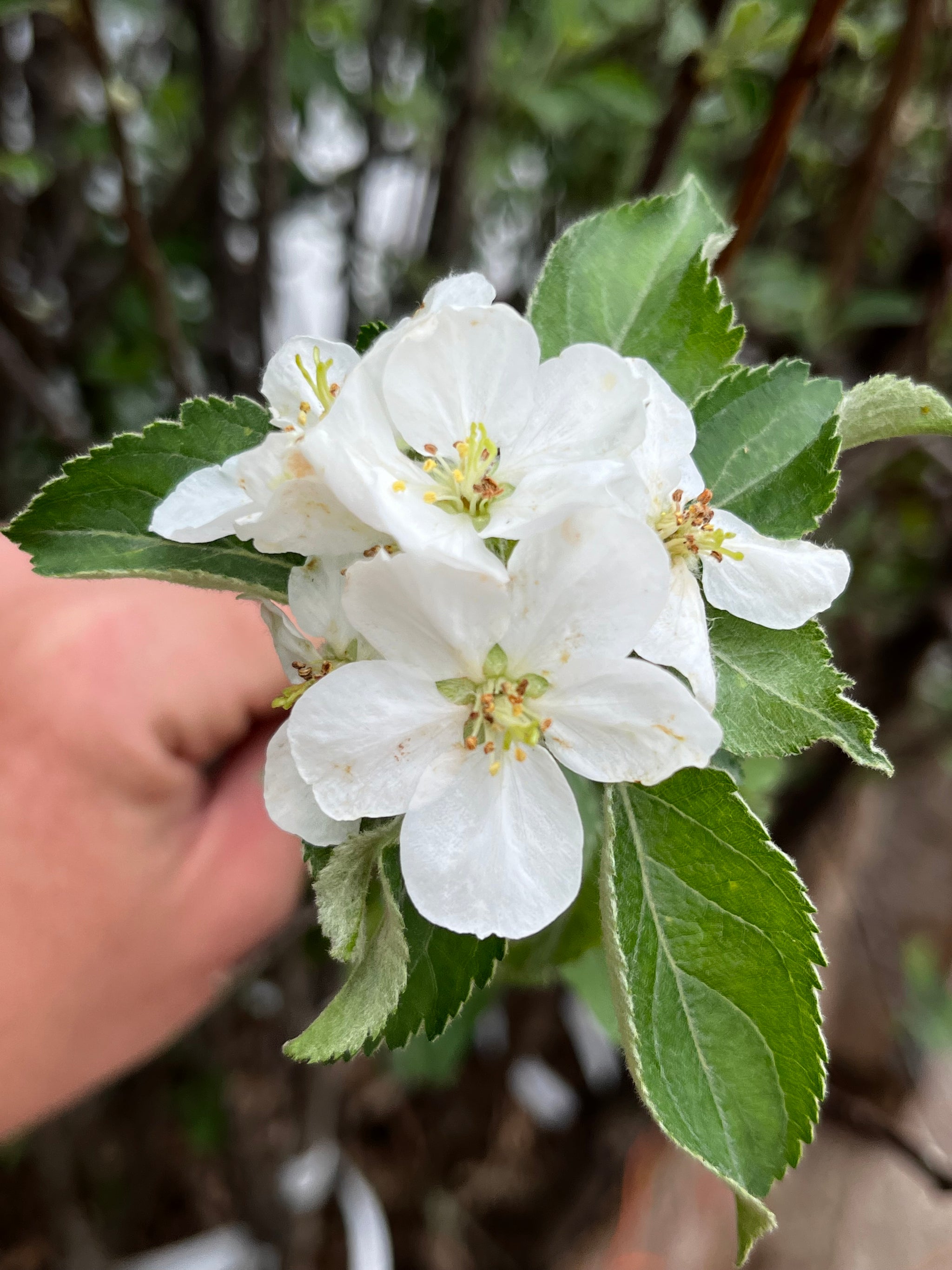 Modern Apples — Roots to Fruits Nursery
