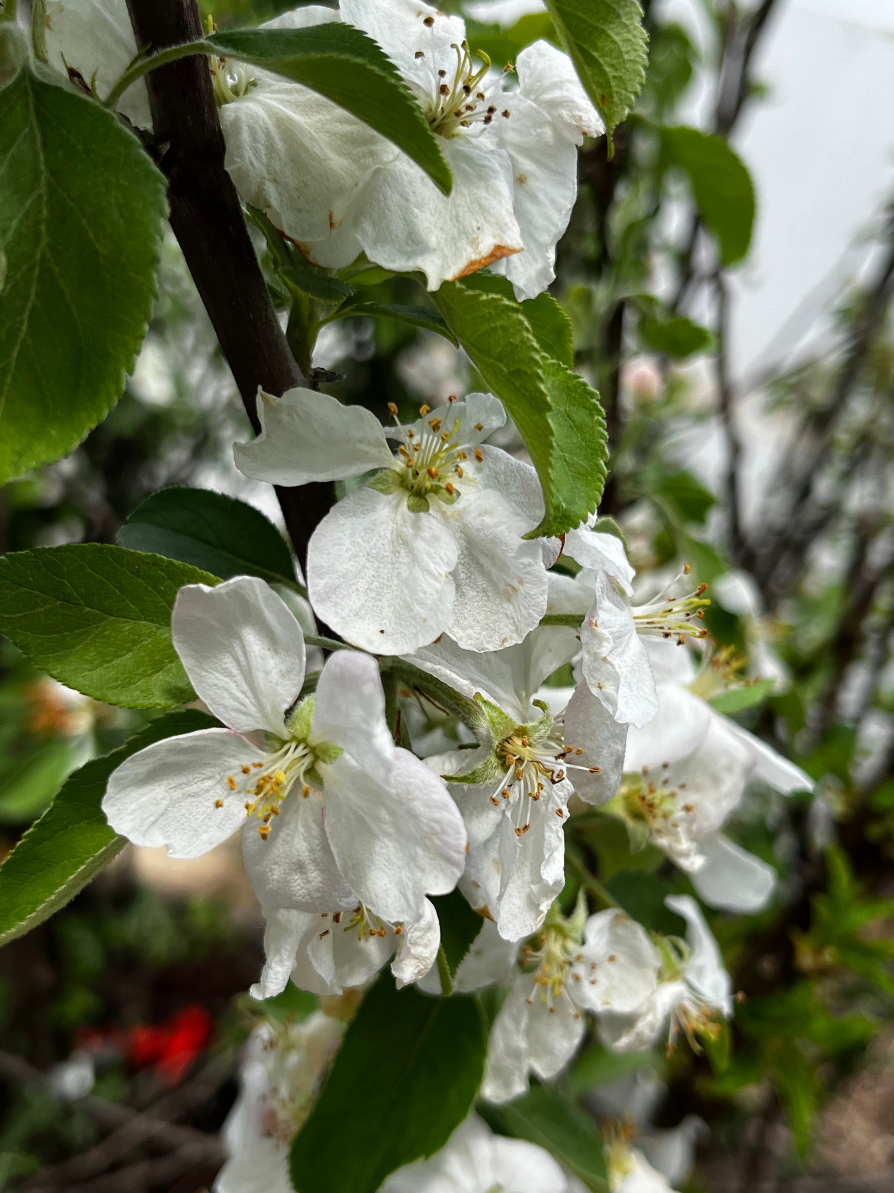 Bonnie's Best Apple Tree — Roots to Fruits Nursery