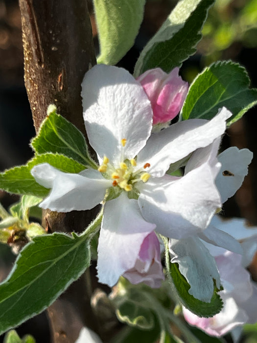 Newton Pippin Apple Tree