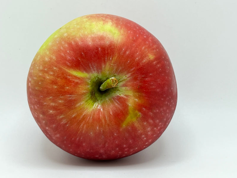 Duchess of Oldenburg Apple Tree