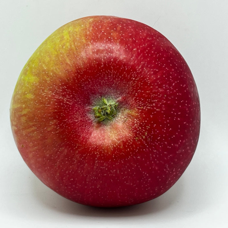 Duchess of Oldenburg Apple Tree