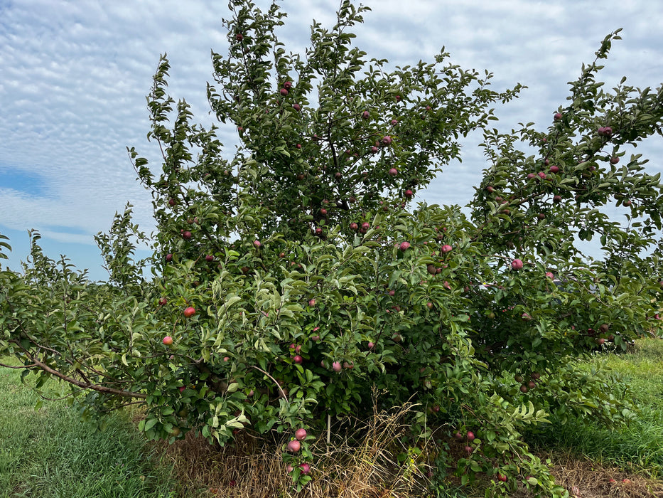 McIntosh Apple Tree