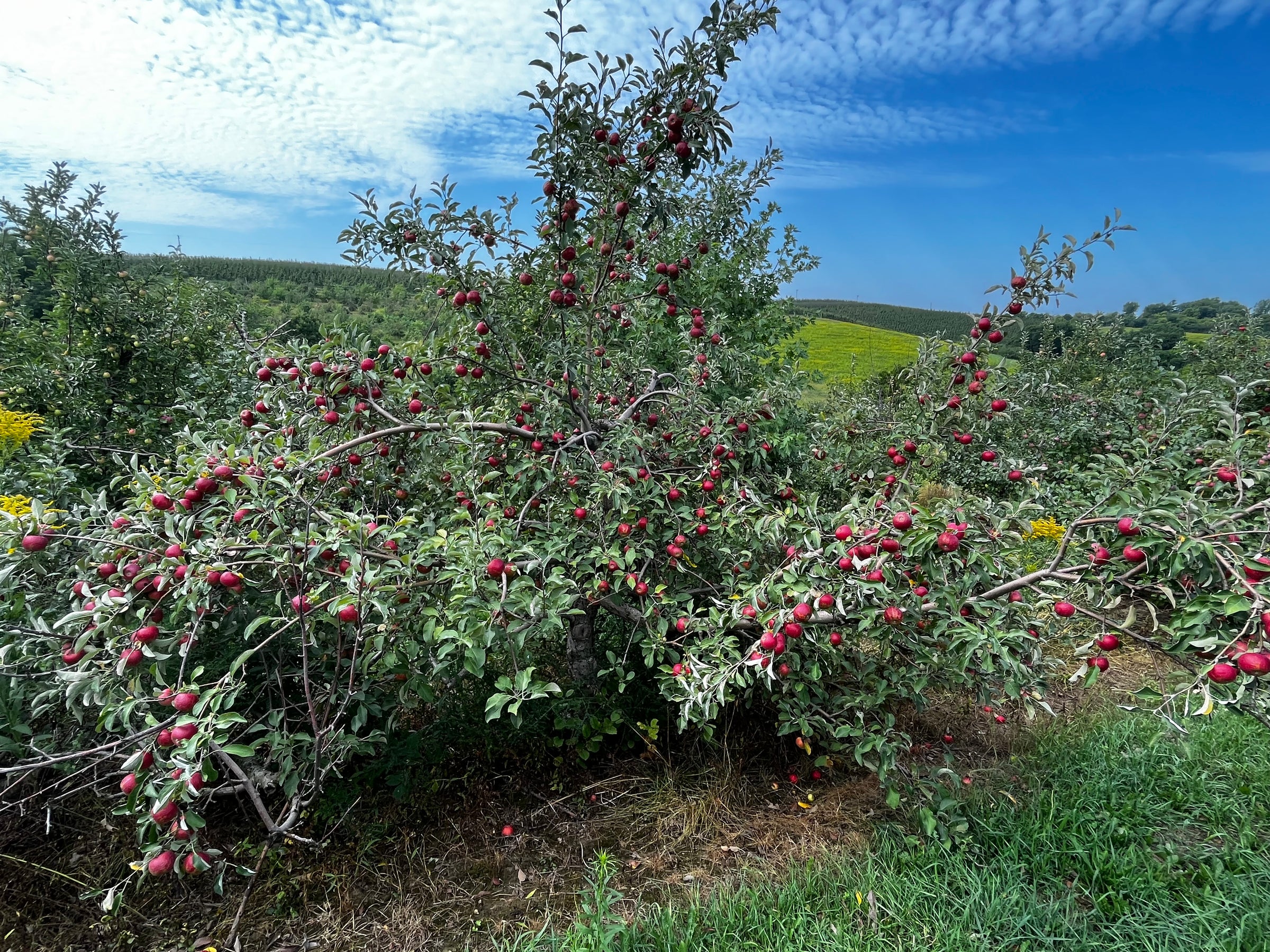 Chickapoo Tree Kickapoo Spice Apple Tree — Roots to Fruits Nursery