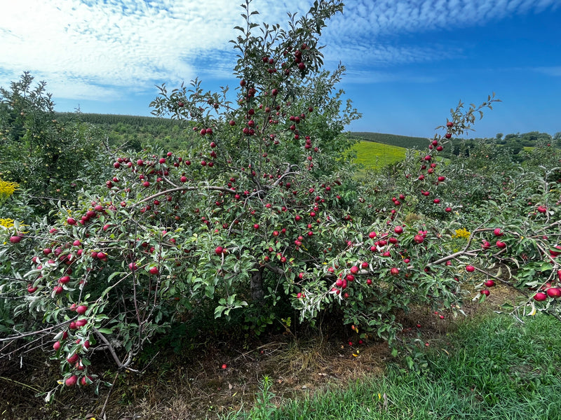 Kickapoo Spice Apple Tree