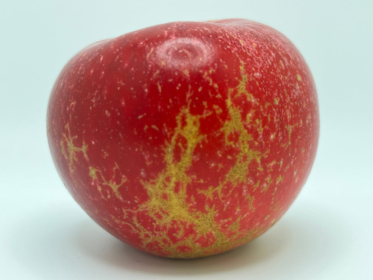 Kickapoo Spice Scionwood — Roots to Fruits Nursery