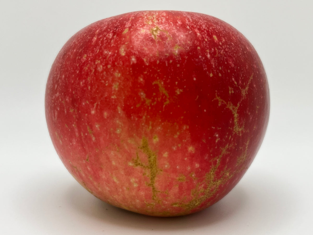 Kickapoo Spice Apple Tree — Roots to Fruits Nursery