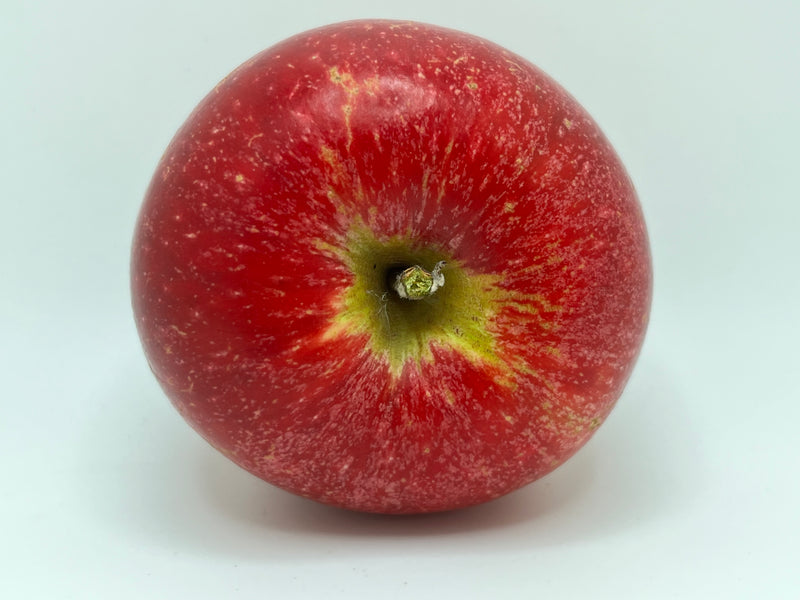 Kickapoo Spice Apple Tree