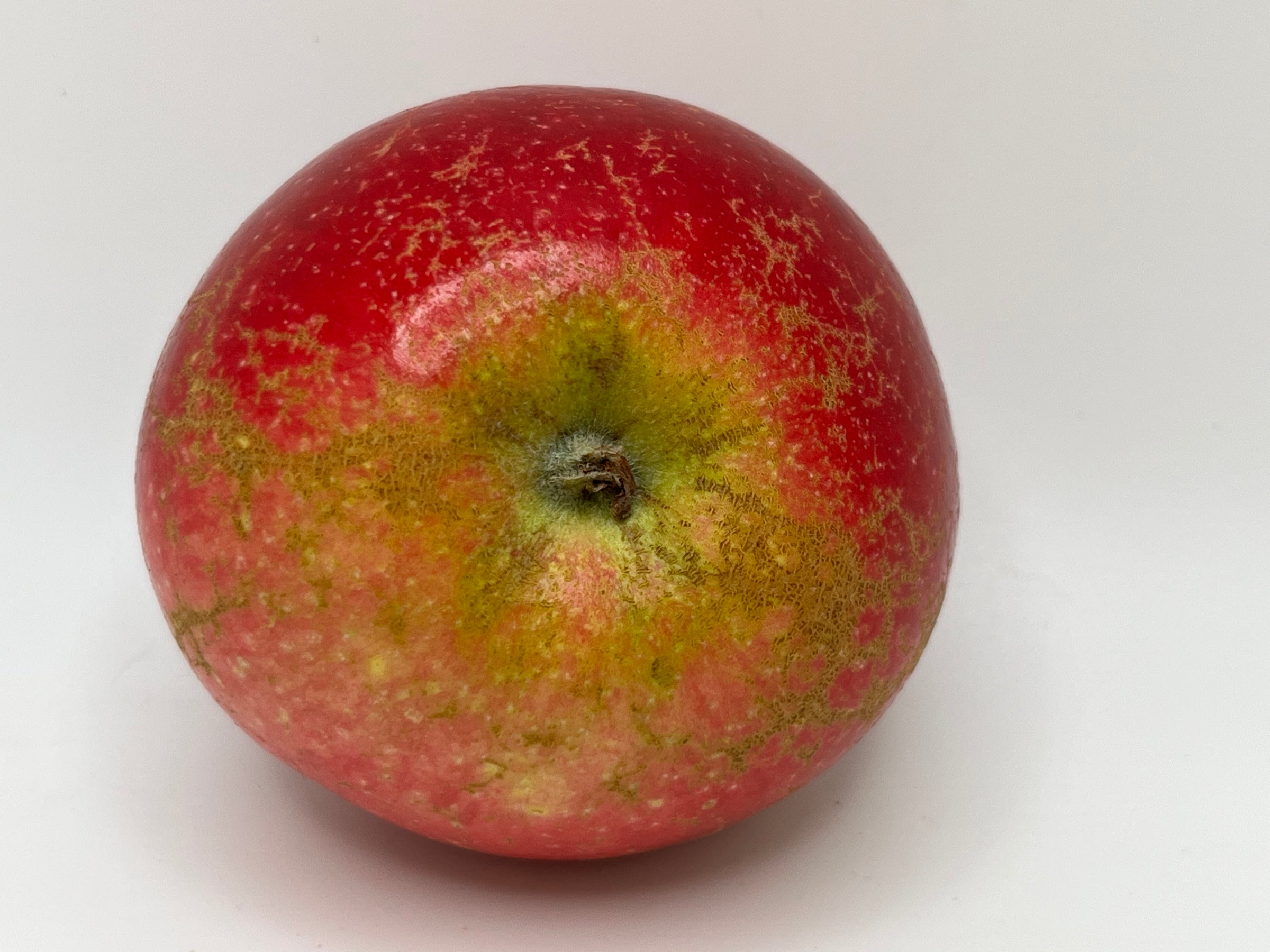 Chickapoo Tree Kickapoo Spice Apple Tree — Roots to Fruits Nursery