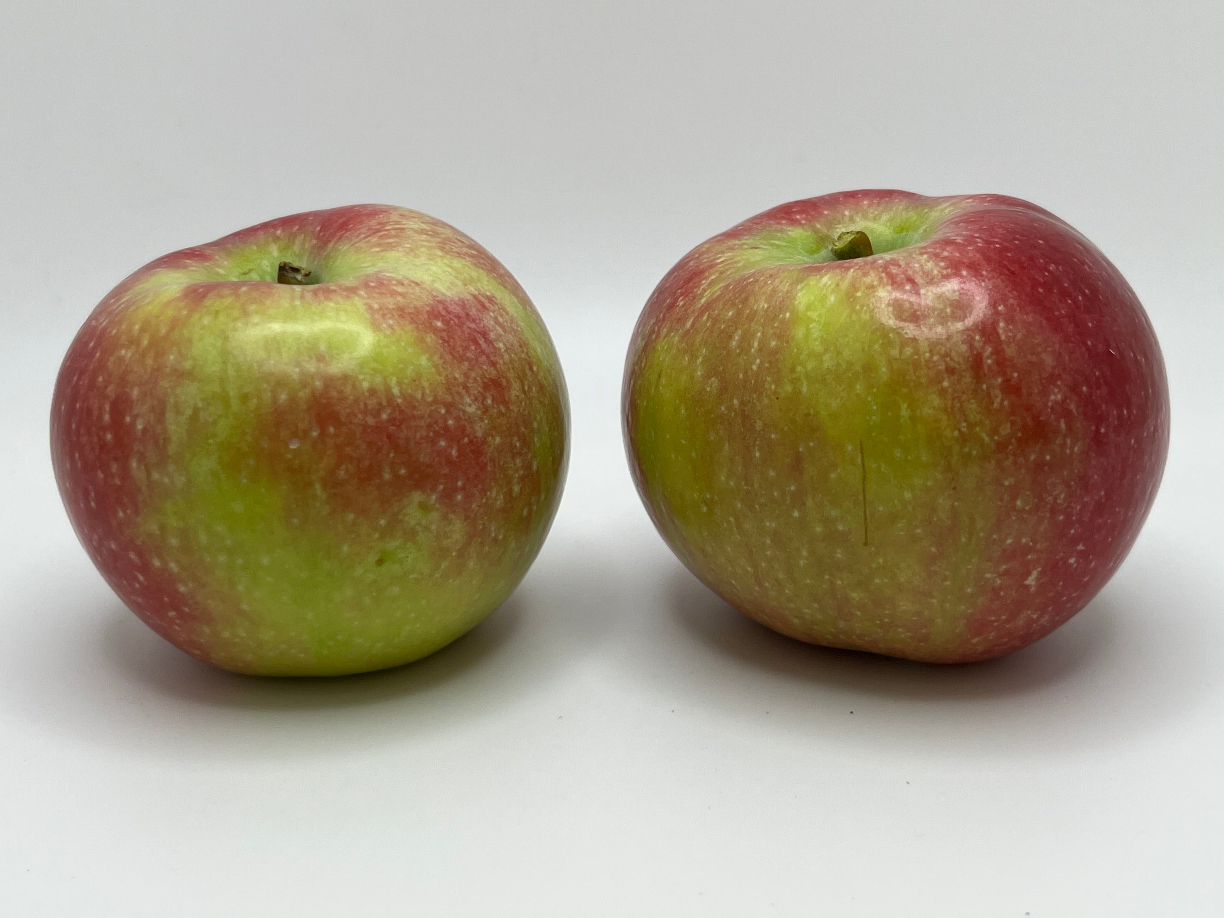 Liberty Apple Scionwoood — Roots to Fruits Nursery