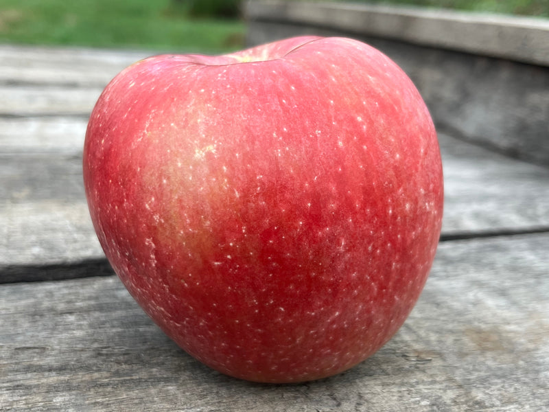 Dick's Delicious Apple Tree
