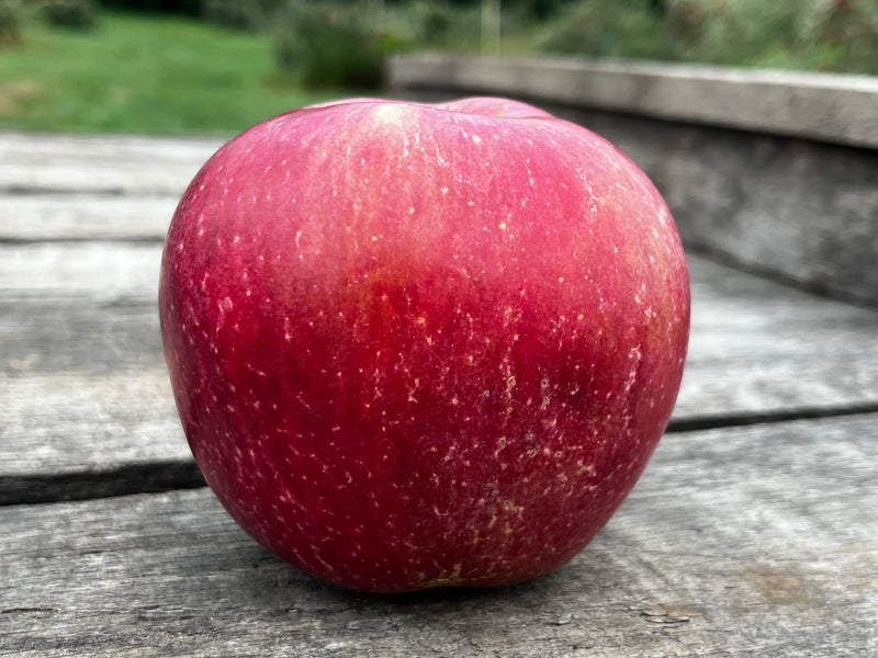 Dick's Delicious Apple Tree