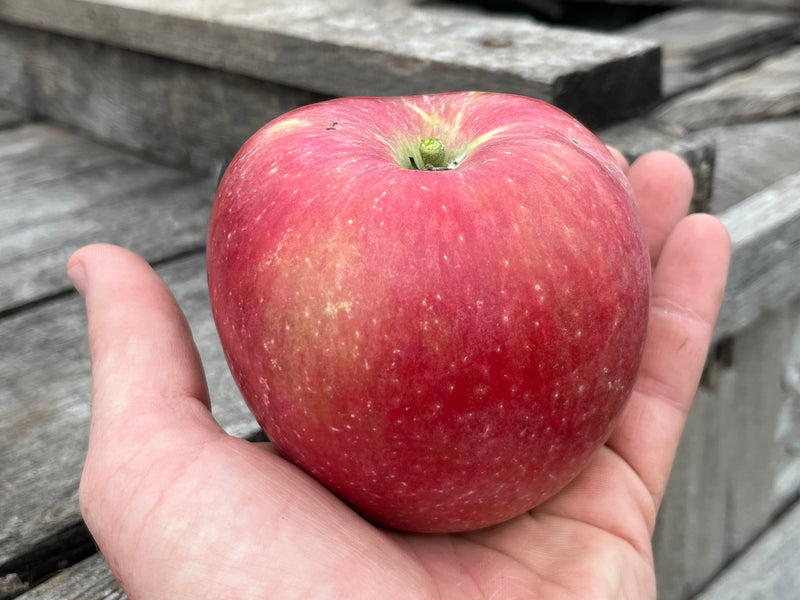 Dick's Delicious Apple Tree