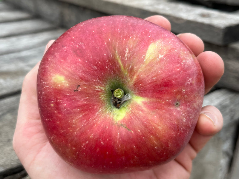 Dick's Delicious Apple Tree