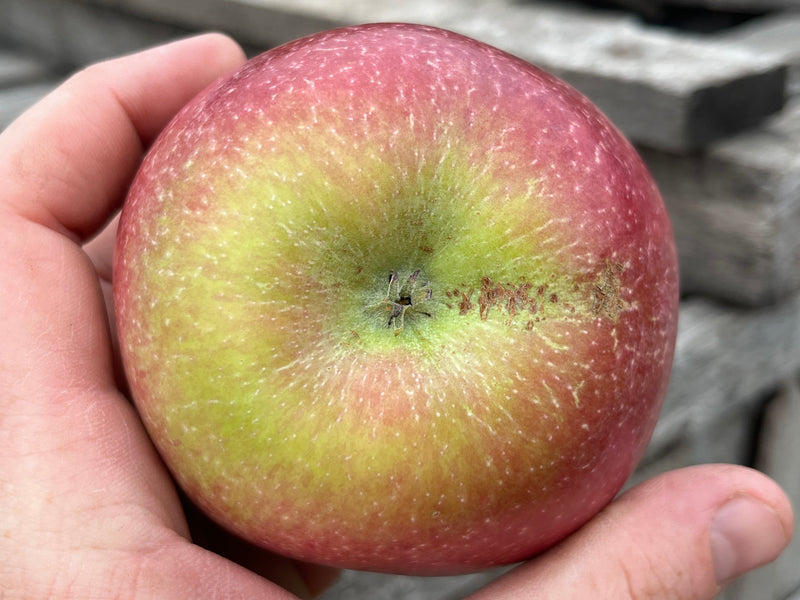 Dick's Delicious Apple Tree