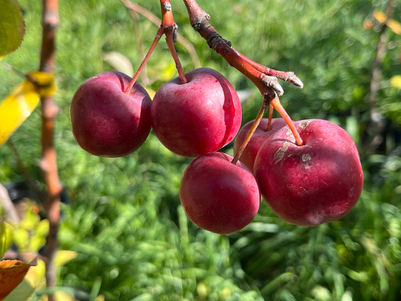 Mont Blanc Crabapple Trees