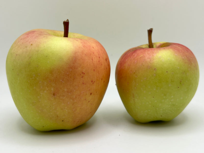 Candy Crisp Apple Tree