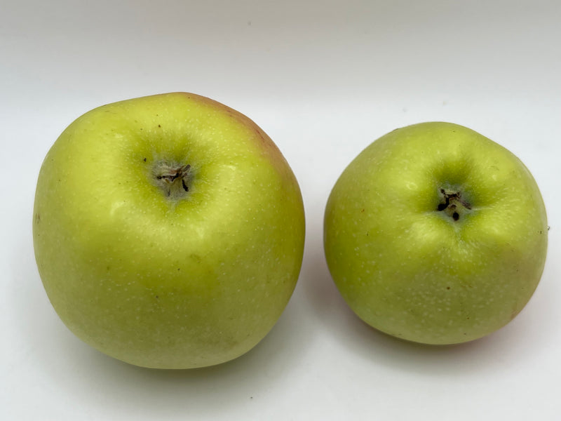 Candy Crisp Apple Tree