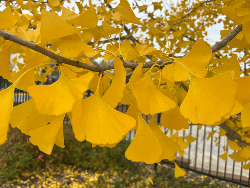 Autumn Gold Gingko Tree