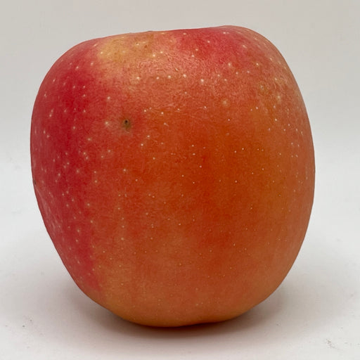 a oval shaped rusty orange colored apple