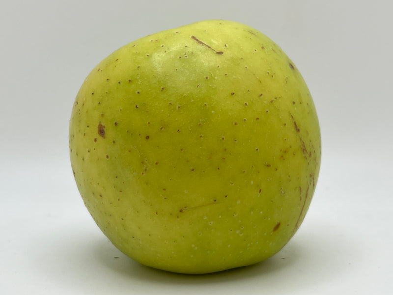 Orange Winter Apple Scionwood