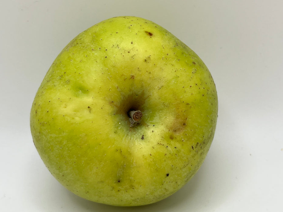 Orange Winter Apple — Roots to Fruits Nursery