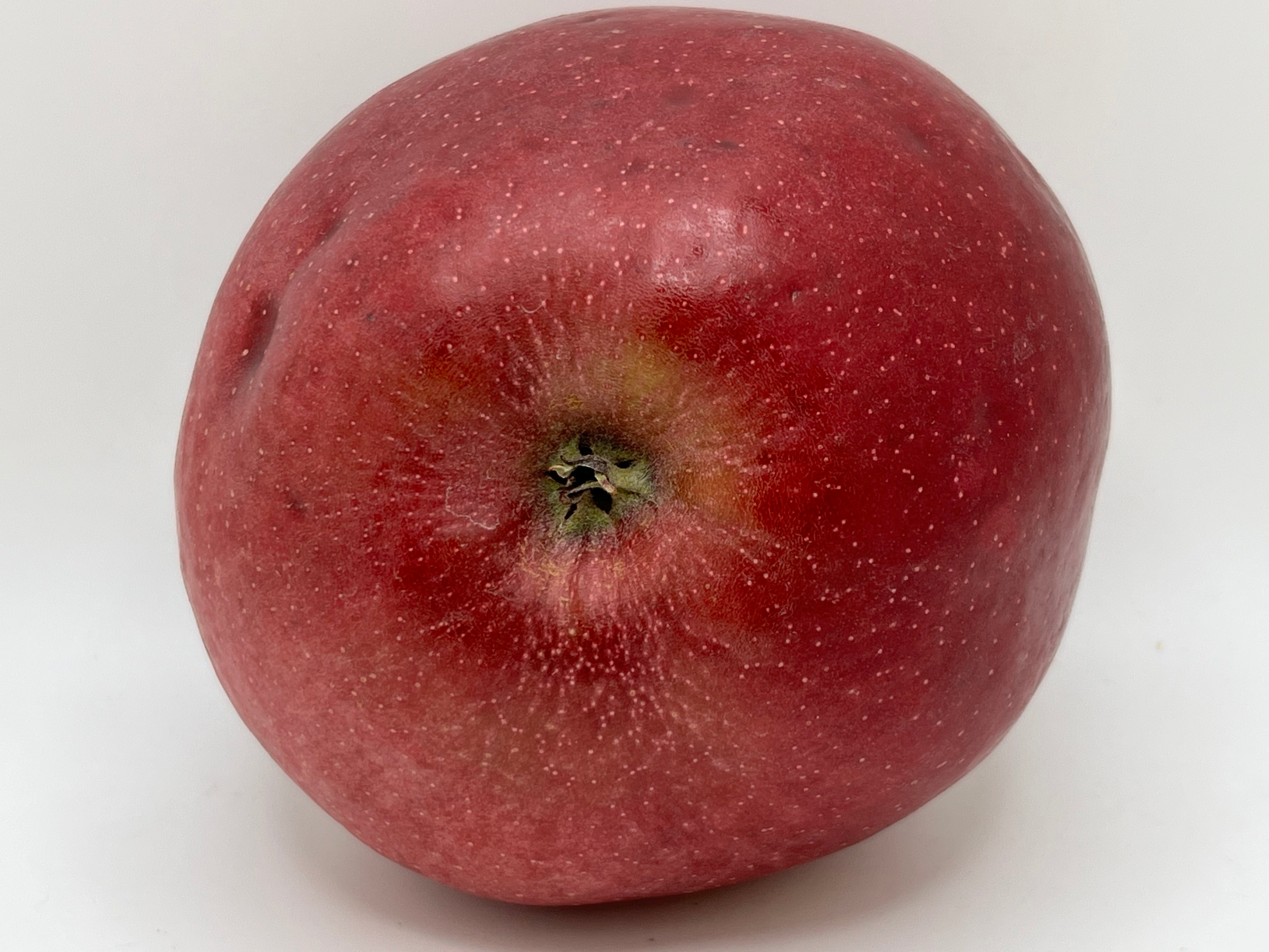 Stayman Winesap Apple Tree — Roots to Fruits Nursery