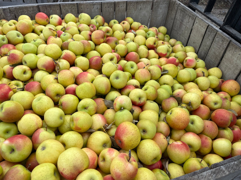 Disease Resistant Apple Collection