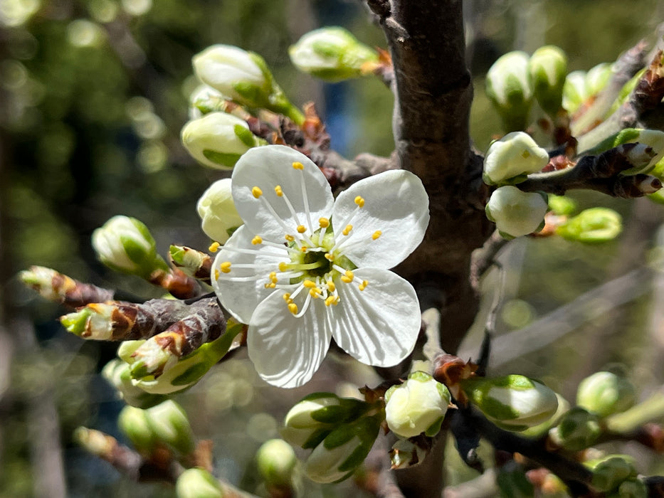 Spring Satin Plumcot Tree