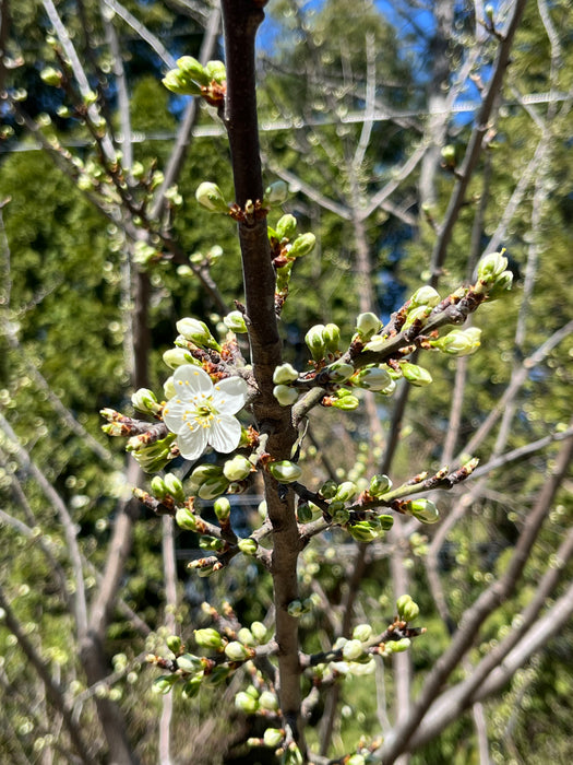 Methley Plum Tree