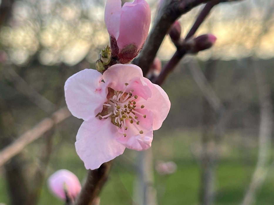 Glohaven Peach Trees