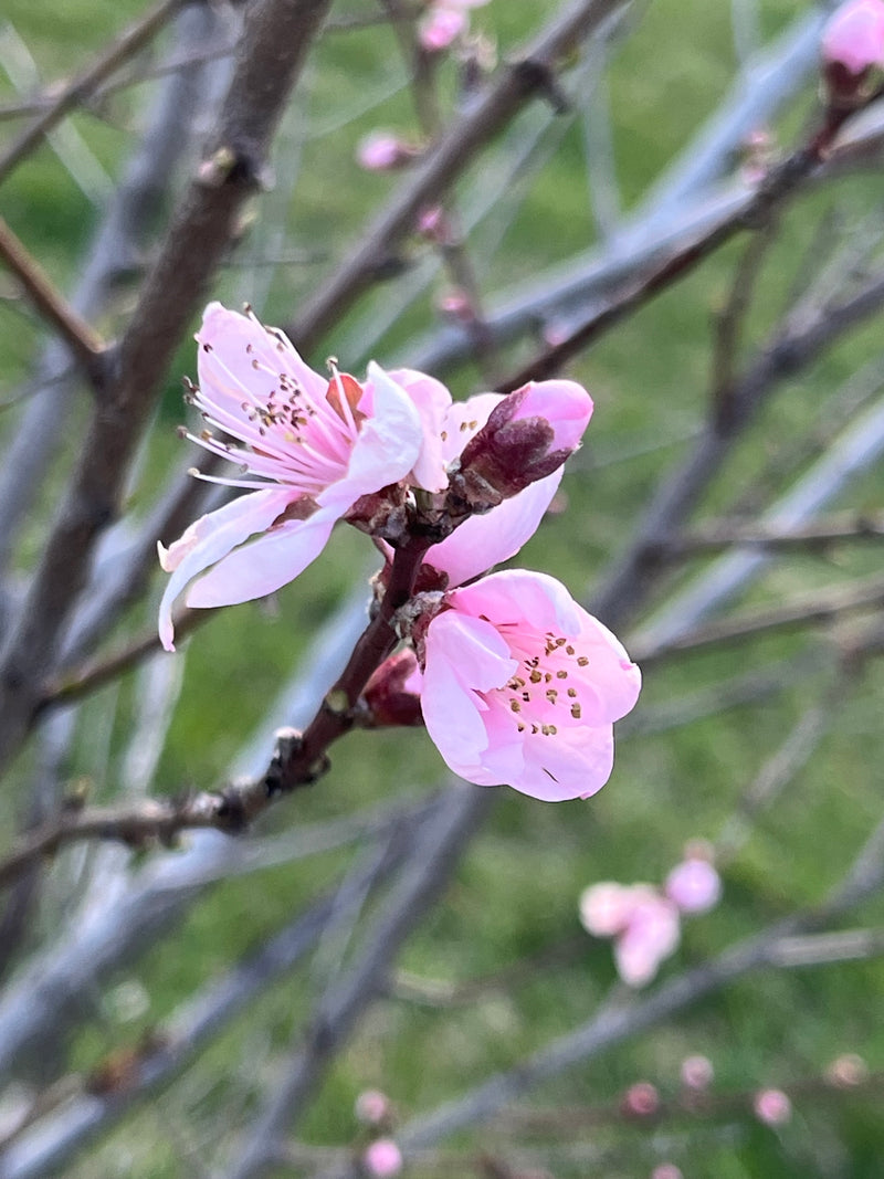 Veteran Peach Tree