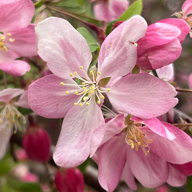 Firecracker Apple Trees