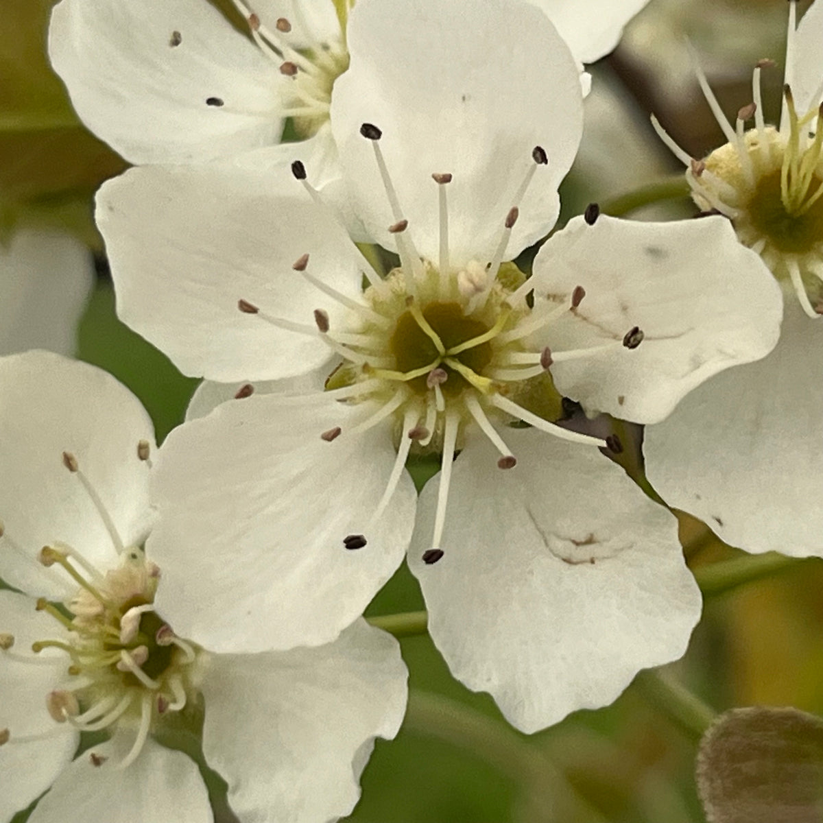 Magness Pear Tree — Roots to Fruits Nursery