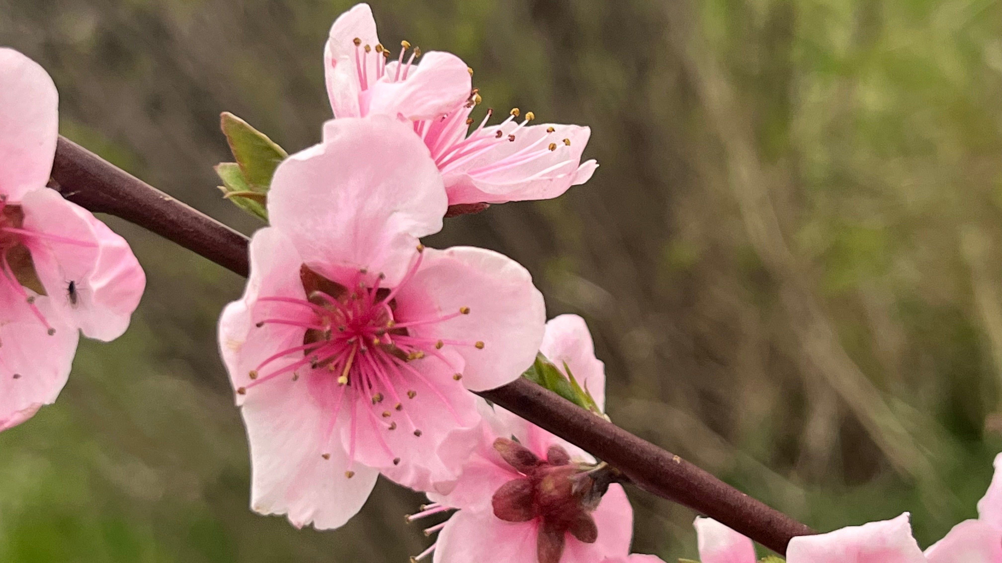 Flamin Fury® Big George Peach Trees — Roots to Fruits Nursery