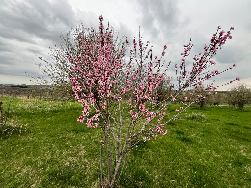 Flamin Fury® Big George Peach Trees