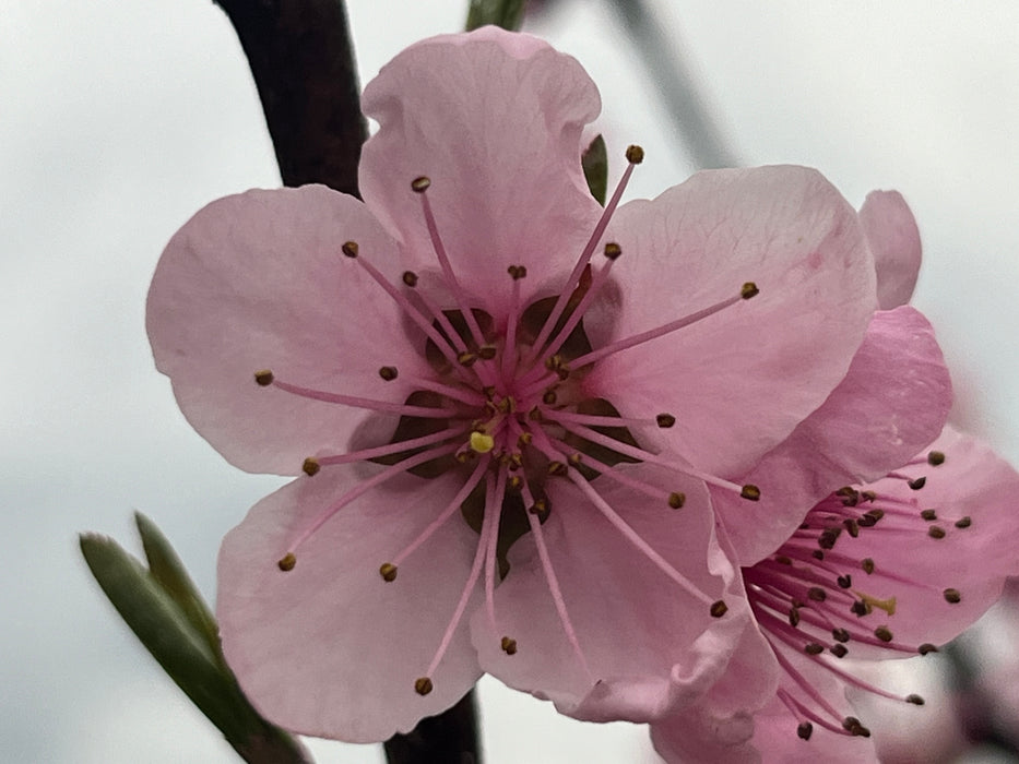 Goldcot Apricot Trees