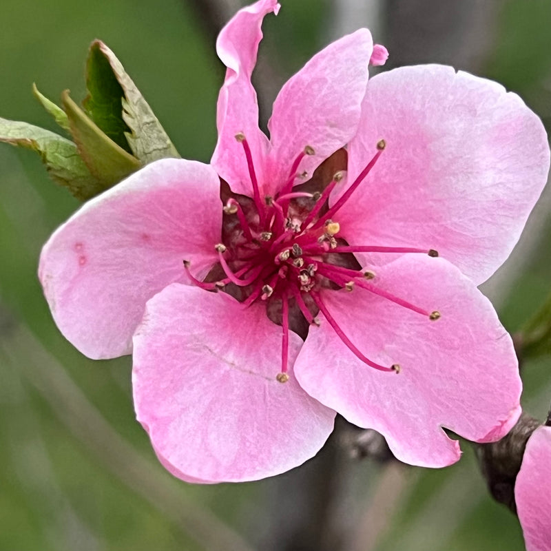 Flamin Fury® Big George Peach Trees