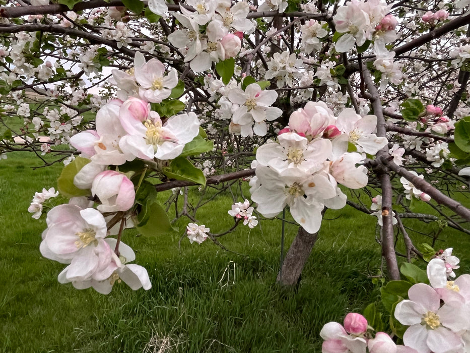 St. Martin Apple Tree