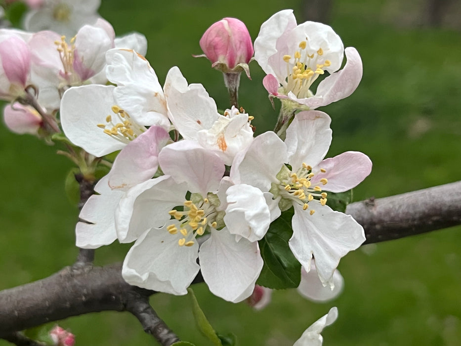 Elstar Apple Tree