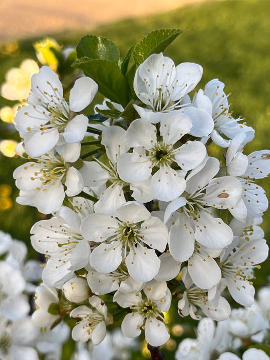 Luscious Pear Trees