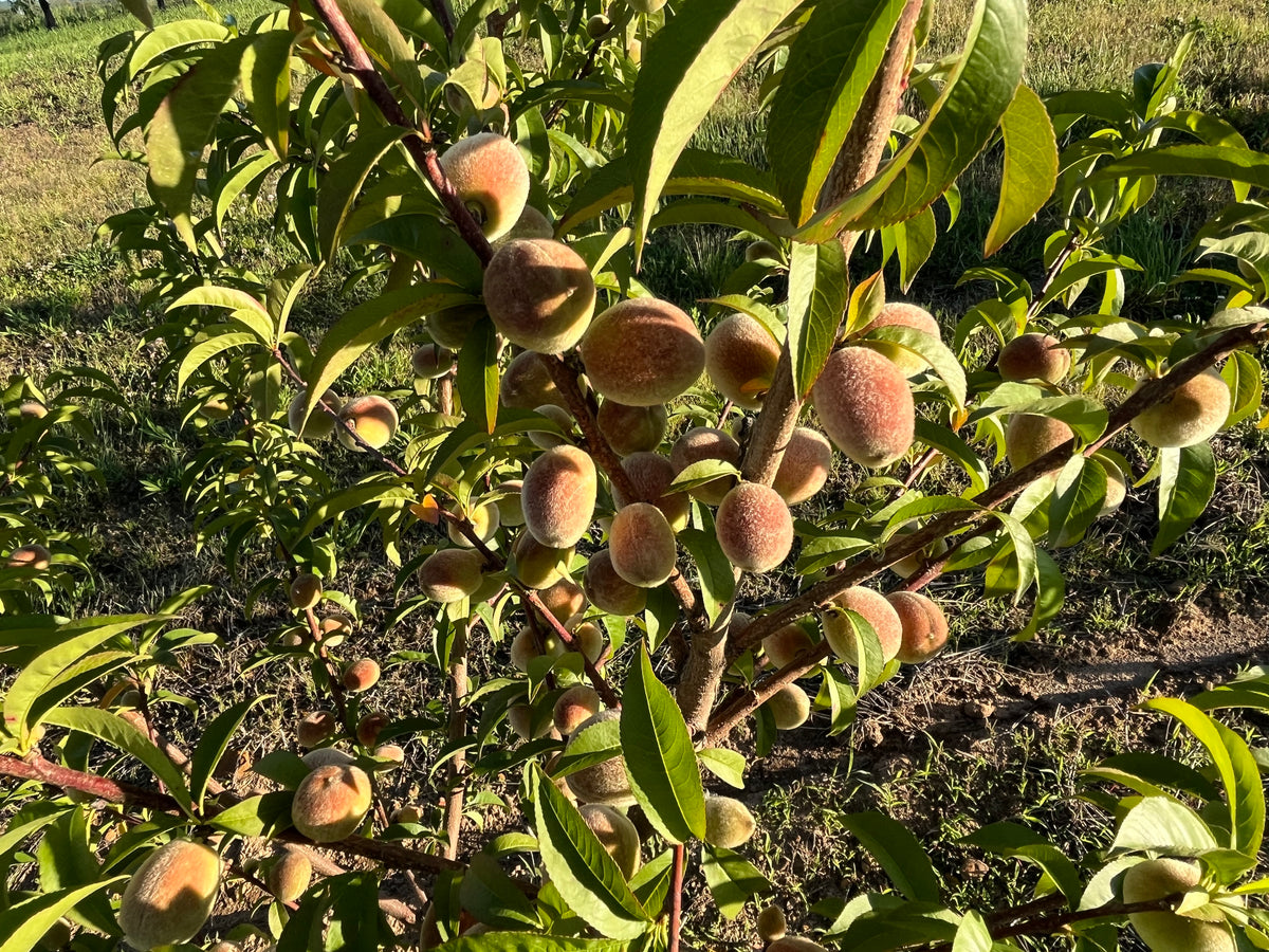 ピーチページ Ranger Peach Tree — Roots to Fruits Nursery