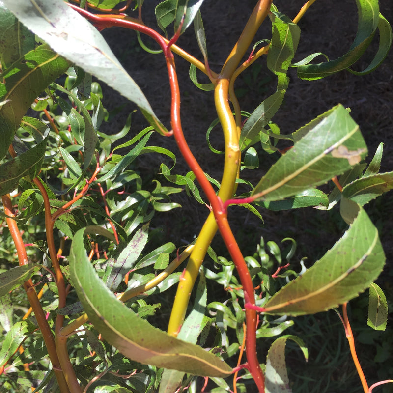 Crimson Curls Willow