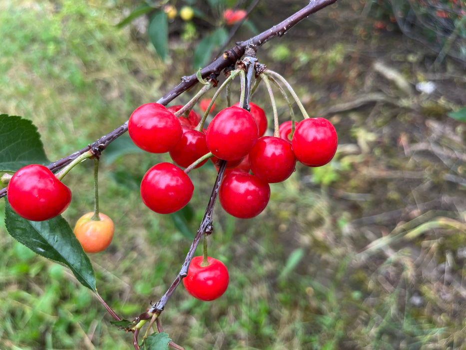 Cheropugy Bush Cherry