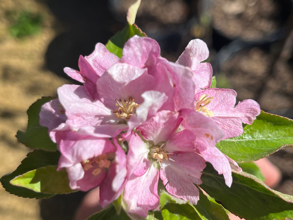 Lucy(™) Rose Apple Tree — Roots to Fruits Nursery