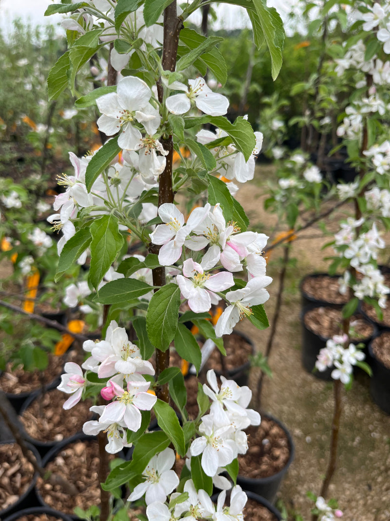 Puget Spice Apple Tree