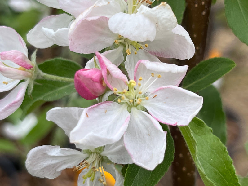 Puget Spice Apple Tree