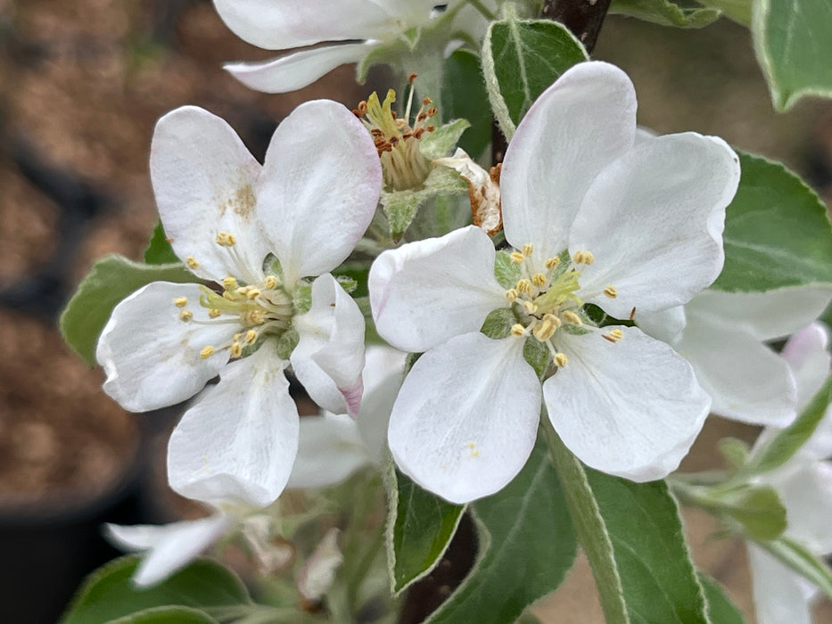 Winecrisp Apple Tree