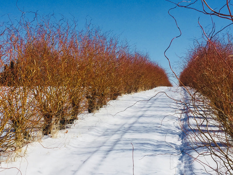 Golden Corkscrew Willow Tree