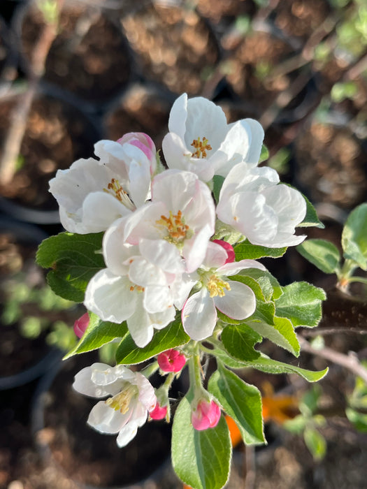 Coat Jersey Apple Tree